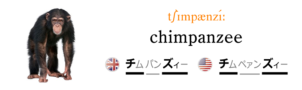 チンパンジーを英語で発音しよう！