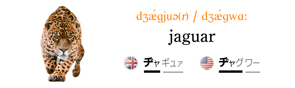 ヒョウを英語で発音しよう！