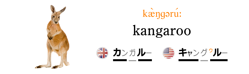 カンガルーを英語で発音しよう！