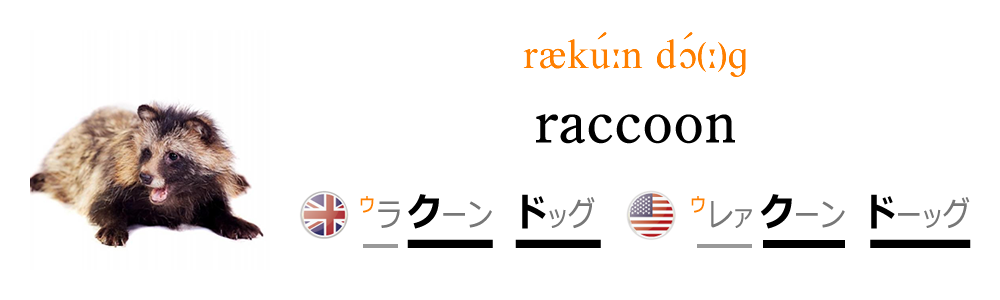 動物の名前 Raccoon Dog Nipponglish ニッポングリッシュ